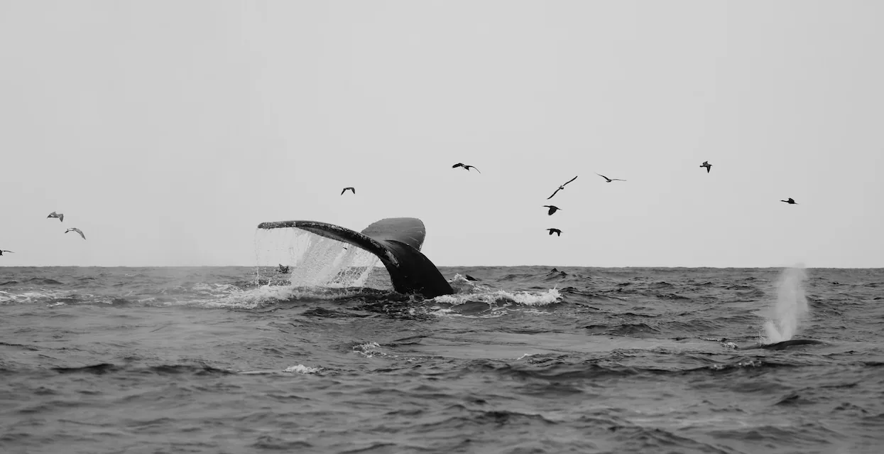 Cola de ballena jorobada frente a la costa de Bahía Solano