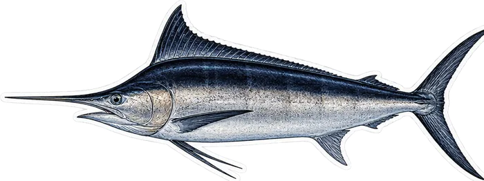 Ilustración de un marlin negro de perfil