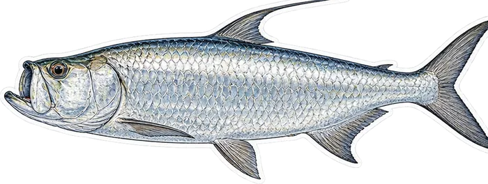 Ilustración de un sábalo de perfil
