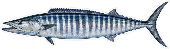 Ilustración de un wahoo de perfil