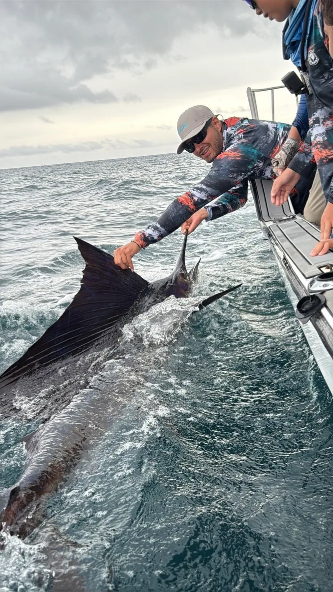 Pez vela liberado junto al bote en aguas de Bahía Solano