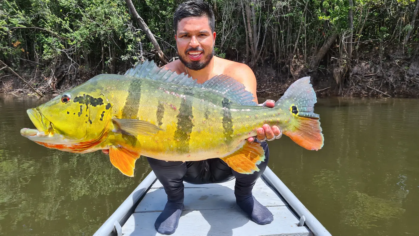 Tucunaré capturado en un río de la Orinoquía colombiana
