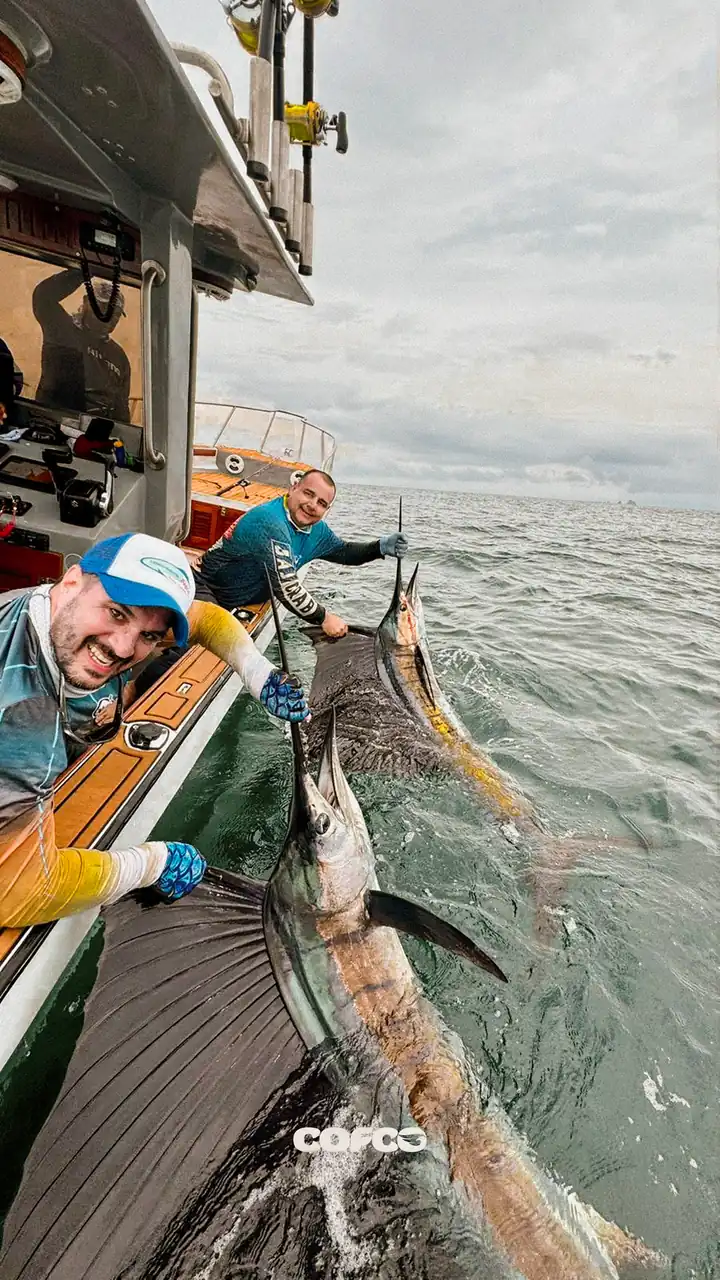 Dos pescadores liberan dos peces vela a la vez junto al costado del bote